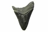 Serrated, Fossil Megalodon Tooth - South Carolina #341390-1